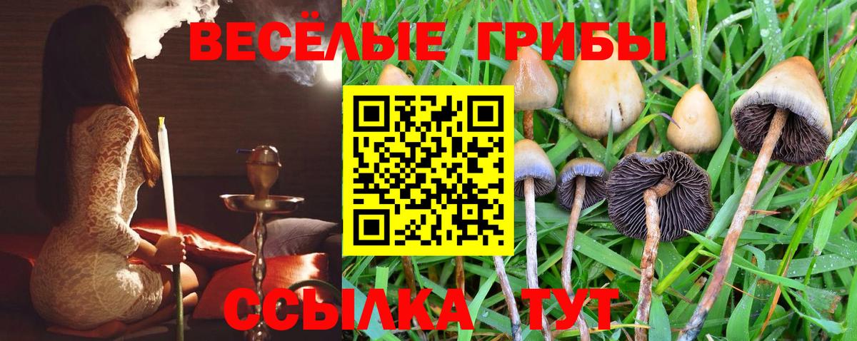 Тавда  Псилоцибиновые грибы Psilocybe  Вход с VPN  Псилоцибиновые грибы Psilocybe 